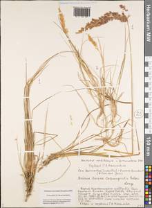 Calamagrostis holmii Lange, Siberia, Yakutia (S5) (Russia)