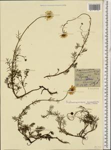 Tripleurospermum caucasicum (Willd.) Hayek, Caucasus, Georgia (K4) (Georgia)