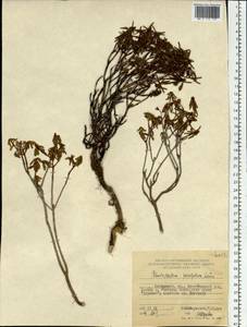 Rhododendron parvifolium Adams, Siberia, Russian Far East (S6) (Russia)