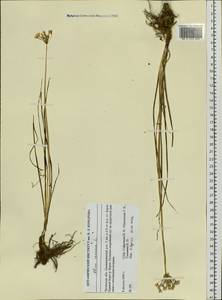 Allium ramosum L., Siberia, Baikal & Transbaikal region (S4) (Russia)