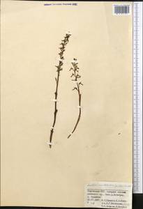 Neottia camtschatea (L.) Rchb.f., Middle Asia, Pamir & Pamiro-Alai (M2) (Kyrgyzstan)