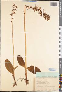 Platanthera bifolia (L.) Rich., Eastern Europe, Central forest region (E5) (Russia)