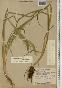 Glyceria arundinacea Kunth, Eastern Europe, Eastern region (E10) (Russia)