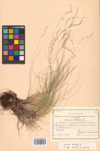 Festuca ovina L., Siberia, Russian Far East (S6) (Russia)