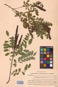 Amorpha fruticosa L., Eastern Europe, Lower Volga region (E9) (Russia)