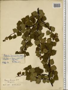 Betula, Eastern Europe, Northern region (E1) (Russia)