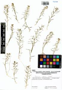 Thesium repens Ledeb., Siberia, Baikal & Transbaikal region (S4) (Russia)