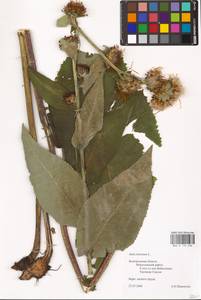 Inula helenium L., Eastern Europe, Central forest-and-steppe region (E6) (Russia)