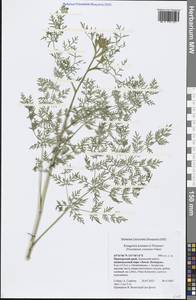 Kitagawia komarovii Pimenov, Siberia, Russian Far East (S6) (Russia)