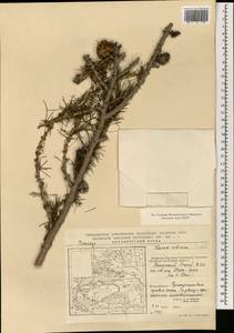 Larix sibirica Ledeb., South Asia, South Asia (Asia outside ex-Soviet states and Mongolia) (ASIA) (China)
