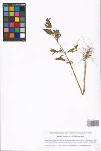 Atriplex hortensis L., Eastern Europe, Moscow region (E4a) (Russia)