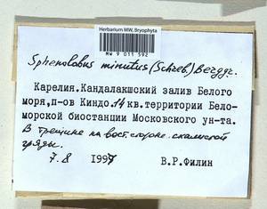 Sphenolobus minutus (Schreb. ex Cranz) Berggr., Bryophytes, Bryophytes - Karelia, Leningrad & Murmansk Oblasts (B4) (Russia)