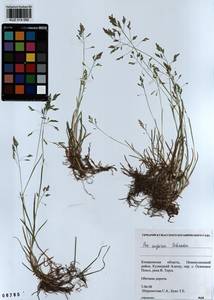 Poa supina Schrad., Siberia, Altai & Sayany Mountains (S2) (Russia)