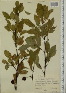 Malus, Eastern Europe, South Ukrainian region (E12) (Ukraine)