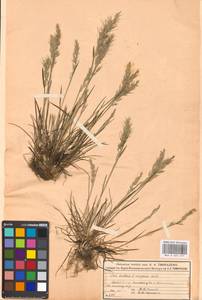 Poa bulbosa L., Eastern Europe, Moscow region (E4a) (Russia)