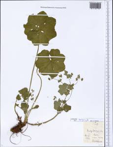 Alchemilla heptagona Juz., Eastern Europe, Moscow region (E4a) (Russia)