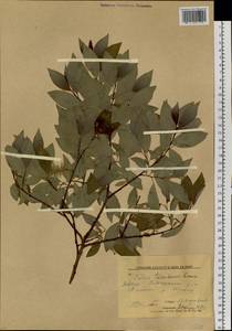 Salix taraikensis Kimura, Siberia, Yakutia (S5) (Russia)