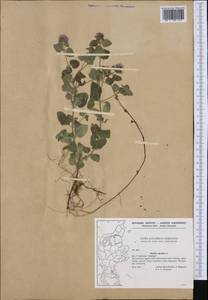Mentha aquatica L., Western Europe (EUR) (Denmark)