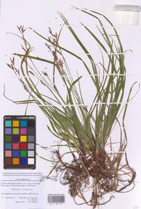 Carex digitata L., Eastern Europe, Moscow region (E4a) (Russia)