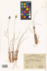 Eriophorum brachyantherum Trautv. & C.A.Mey., Siberia, Chukotka & Kamchatka (S7) (Russia)