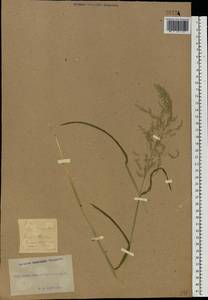 Poa trivialis L., Eastern Europe, South Ukrainian region (E12) (Ukraine)
