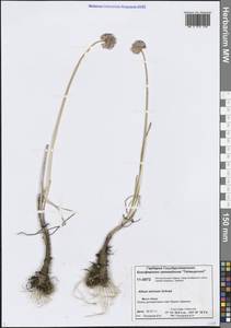 Allium strictum Schrad., Siberia, Central Siberia (S3) (Russia)