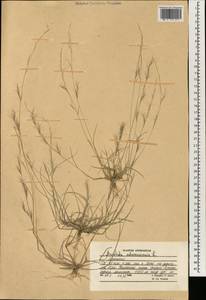 Aristida adscensionis L., South Asia, South Asia (Asia outside ex-Soviet states and Mongolia) (ASIA) (Afghanistan)