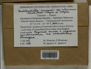 Bucklandiella macounii subsp. alpina (E. Lawton) Bedn.-Ochyra & Ochyra, Bryophytes, Bryophytes - North Caucasus & Ciscaucasia (B12) (Russia)