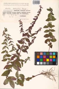 MHA 0 014 892, Mentha × dalmatica Tausch, Eastern Europe, Western region (E3) (Russia)