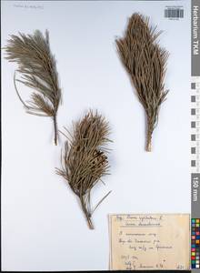 Pinus sylvestris L., Eastern Europe, Central region (E4) (Russia)
