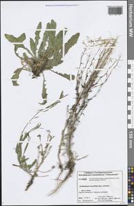 Crucihimalaya bursifolia (DC.) D. A. German & A. L. Ebel, Siberia, Central Siberia (S3) (Russia)