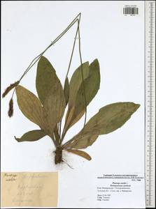 Plantago media L., Eastern Europe, Central region (E4) (Russia)