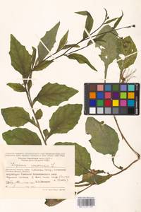Lapsana communis, Eastern Europe, Moscow region (E4a) (Russia)