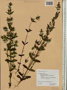 Gentianella amarella (L.) Börner, Eastern Europe, Western region (E3) (Russia)