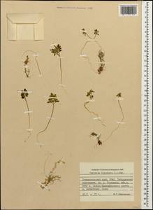 Cardamine bipinnata (C. A. Mey.) O. E. Schulz, Caucasus, Stavropol Krai, Karachay-Cherkessia & Kabardino-Balkaria (K1b) (Russia)