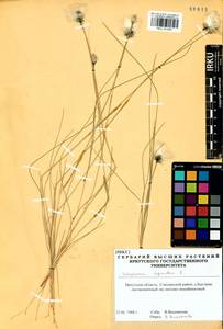 Eriophorum vaginatum L., Siberia, Baikal & Transbaikal region (S4) (Russia)