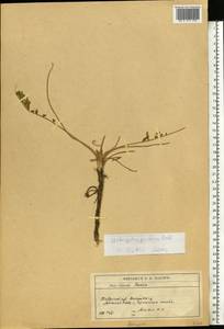 Astragalus ponticus Pall., Eastern Europe, South Ukrainian region (E12) (Ukraine)