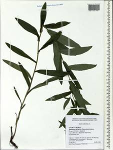 Pentanema salicinum subsp. salicinum, Eastern Europe, Central forest-and-steppe region (E6) (Russia)