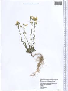 Linum ucranicum Czern. ex Gruner, Middle Asia, Caspian Ustyurt & Northern Aralia (M8) (Kazakhstan)