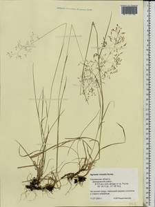 Agrostis vinealis Schreb., Eastern Europe, Western region (E3) (Russia)