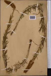 Rhodiola semenovii (Regel & Herder) Boriss., Middle Asia, Western Tian Shan & Karatau (M3)