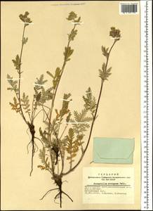 Potentilla pensylvanica L., Siberia, Altai & Sayany Mountains (S2) (Russia)