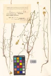 Erysimum diffusum Ehrh., Eastern Europe, Lower Volga region (E9) (Russia)