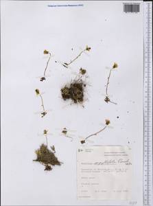 Saxifraga serpyllifolia, America (AMER) (Canada)