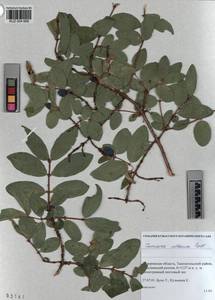 KUZ 004 668, Lonicera caerulea subsp. altaica (Pall.) Gladkova, Siberia, Altai & Sayany Mountains (S2) (Russia)