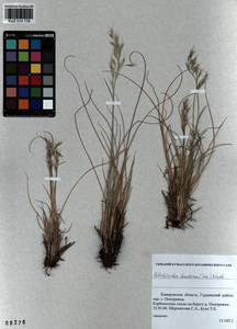 Helictotrichon desertorum (Less.) Pilg., Siberia, Altai & Sayany Mountains (S2) (Russia)