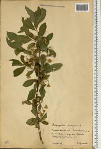 Euonymus europaeus L., Eastern Europe, North Ukrainian region (E11) (Ukraine)