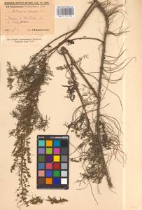 Artemisia abrotanum L., Siberia, Western Siberia (S1) (Russia)