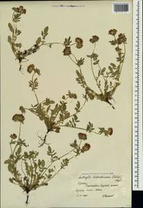 Anthyllis vulneraria subsp. pulchella (Vis.)Bornm., Crimea (KRYM) (Russia)