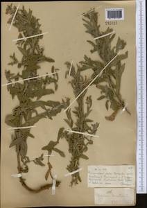 Epilobium hirsutum L., Middle Asia, Muyunkumy, Balkhash & Betpak-Dala (M9) (Kazakhstan)